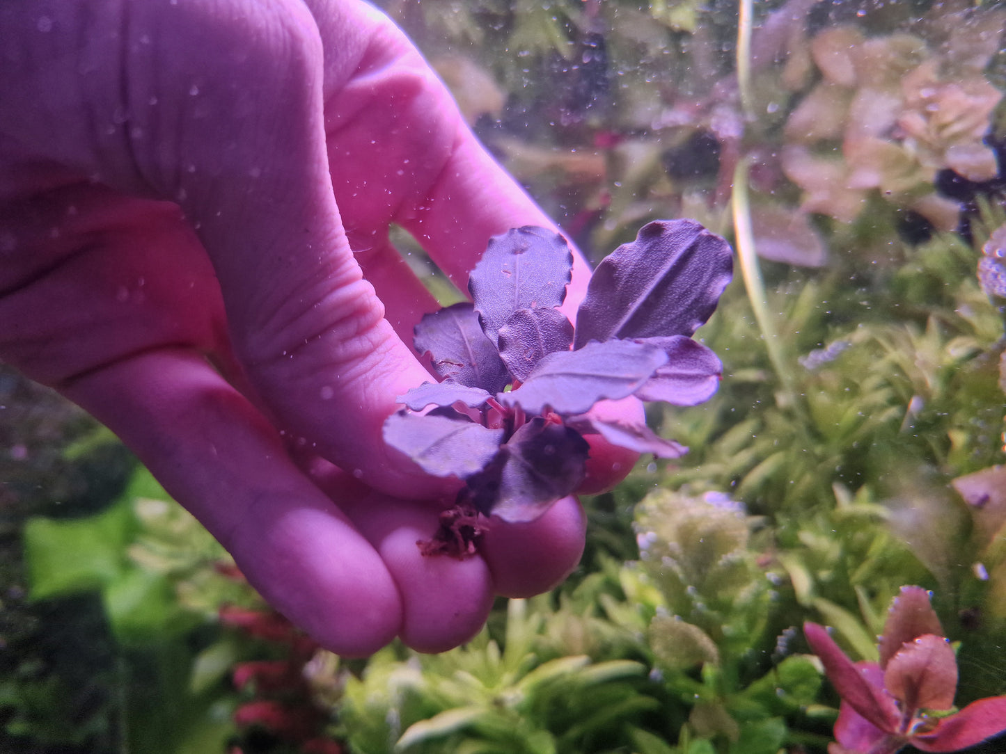 Bucephalandrandra pink sanggau 1 rhizome 5cm