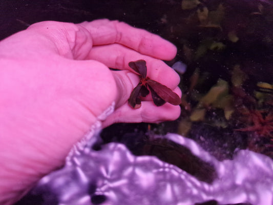 Bucephalandra brownie ghost 2011 original no vitro rhizome 7cm rare plants aquarium
