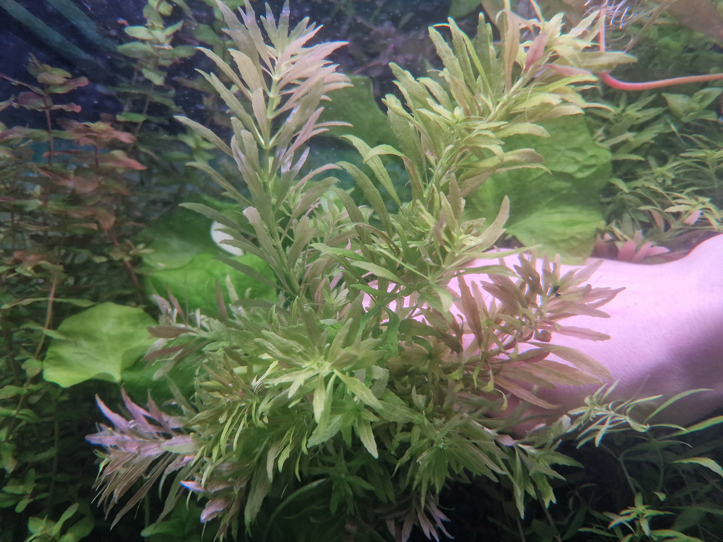 Hygrophila mini 15 stem 15cm