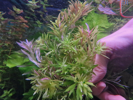 Hygrophila mini 15 stem 15cm