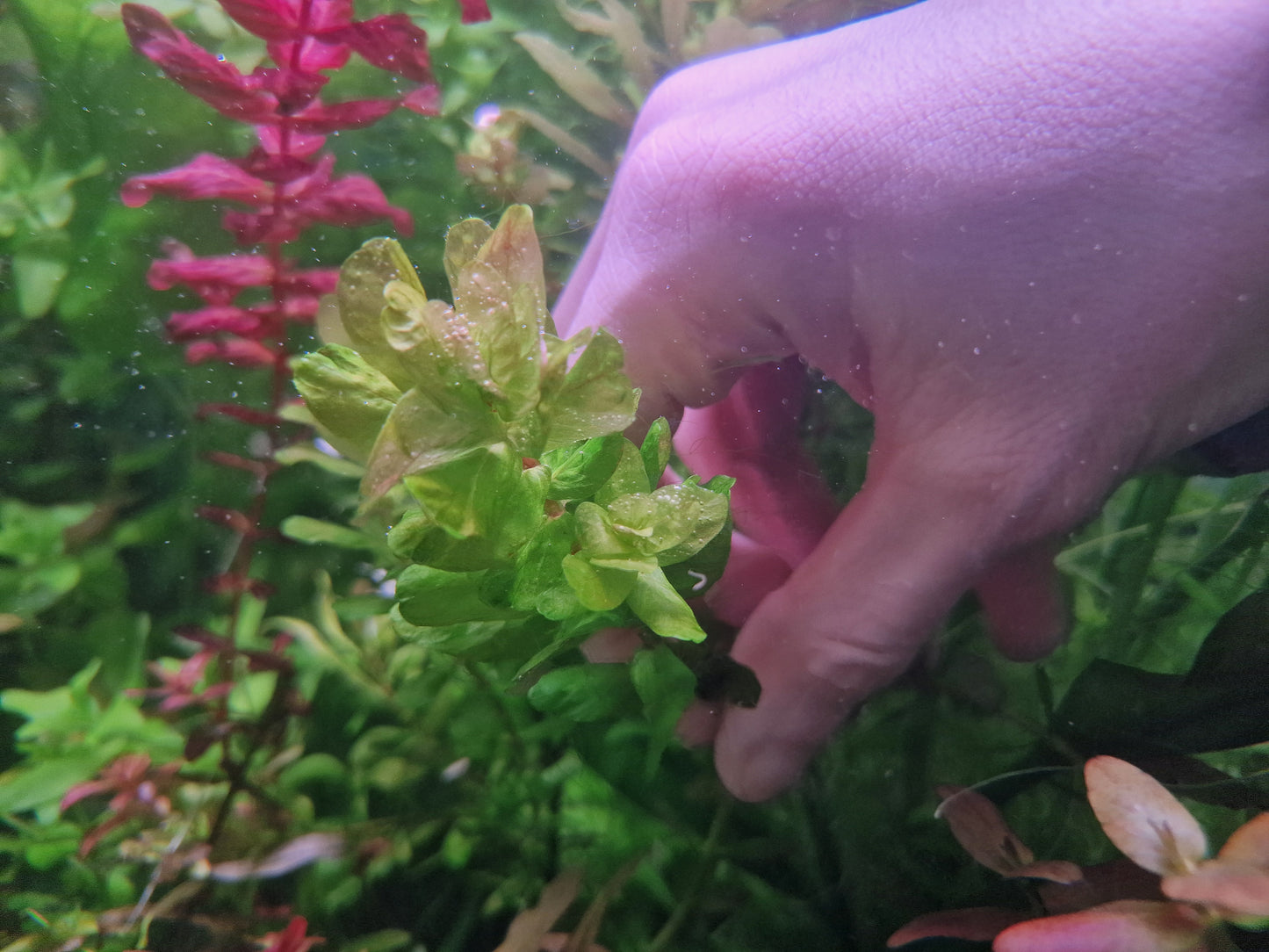 Rotala shayadrica 5 stems 15cm