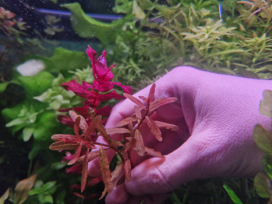 Ludwigia verticellata crystal red 4 stems 15cm