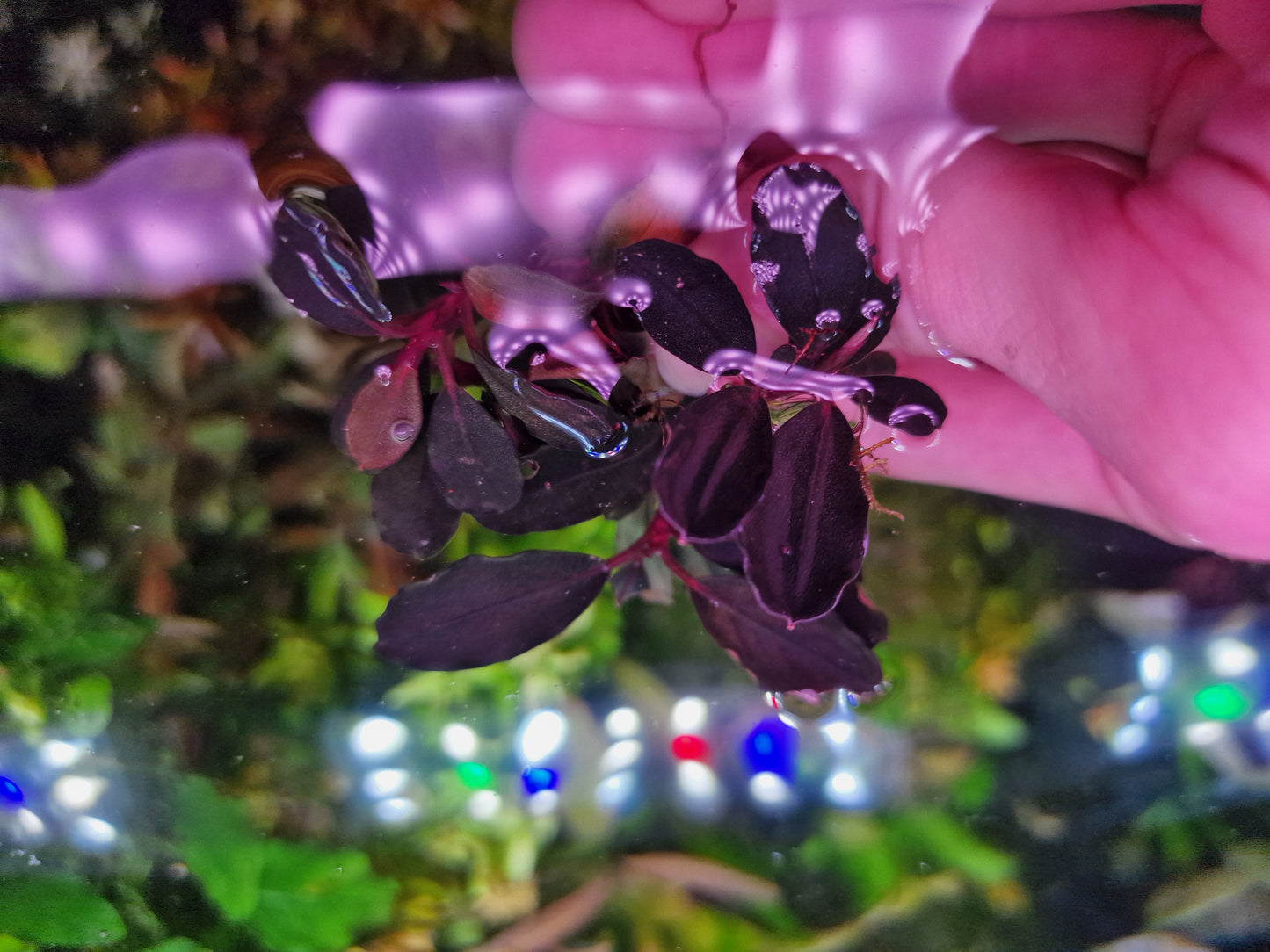 Bucephalandra Brownie 'Metallica' – Rare Aquarium Plant 7cm rhizome