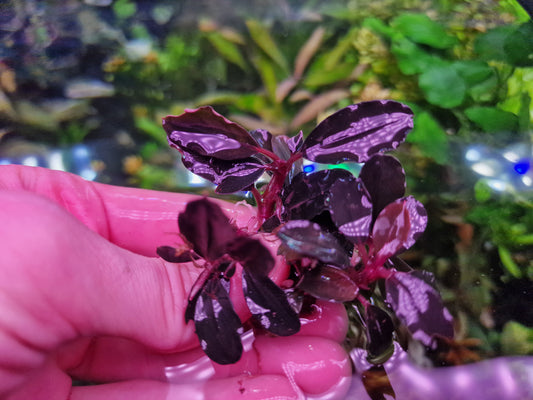 Bucephalandra Brownie 'Metallica' – Rare Aquarium Plant 7cm rhizome