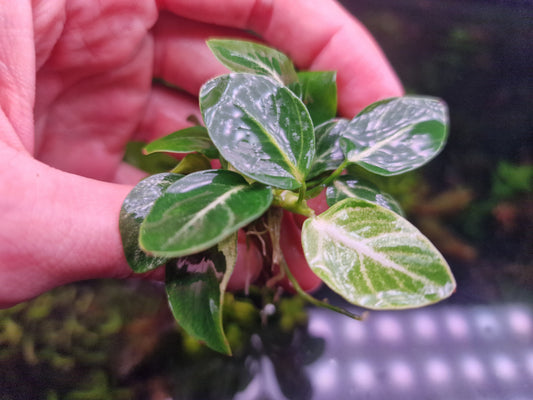 Anubias stardust 1 rhizome 5cm rare plants aquarium