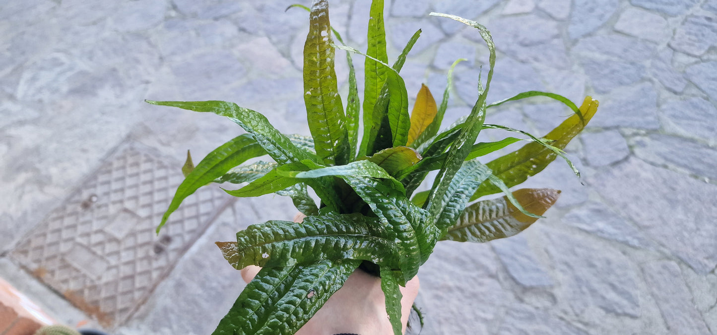 Microsorum pteropus orange leaf rare plant aquarium 1 rhizome7cm 7 leaf