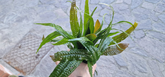 Microsorum pteropus orange leaf rare plant aquarium 1 rhizome7cm 7 leaf
