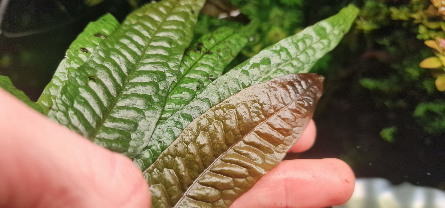 Microsorum pteropus orange leaf rare plant aquarium 1 rhizome7cm 7 leaf