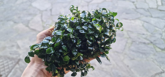 Anubias nana petite 3 rhizome 5cm