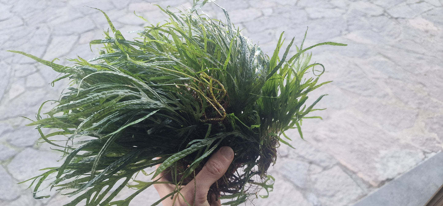 Microsorum trident 3 rhizome 7cm total leaf 20/30