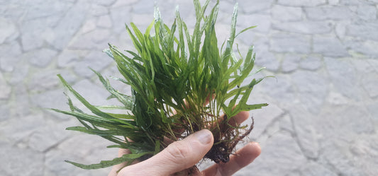 Microsorum trident 3 rhizome 7cm total leaf 20/30