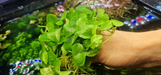 Hydrocotyle leucocephala porzion 3