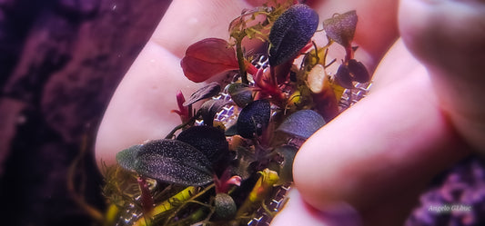 Bucephalandra black rock 1 rhizome 7cm