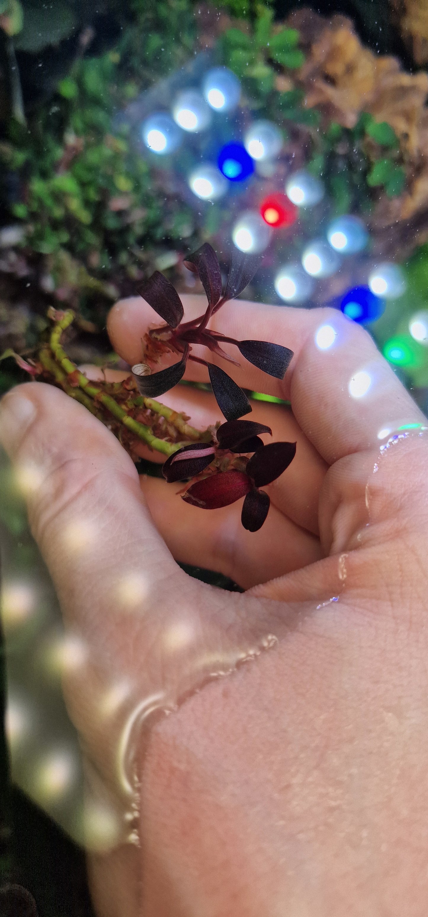 Bucephalandra strawberry 1 rhizome 5cm