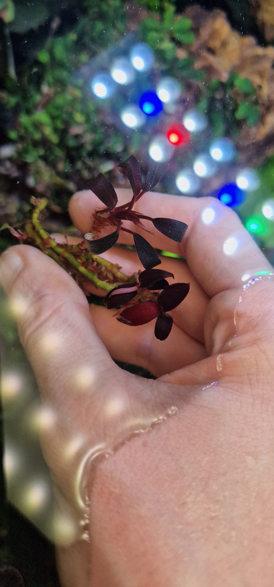 Bucephalandra strawberry 1 rhizome 5cm