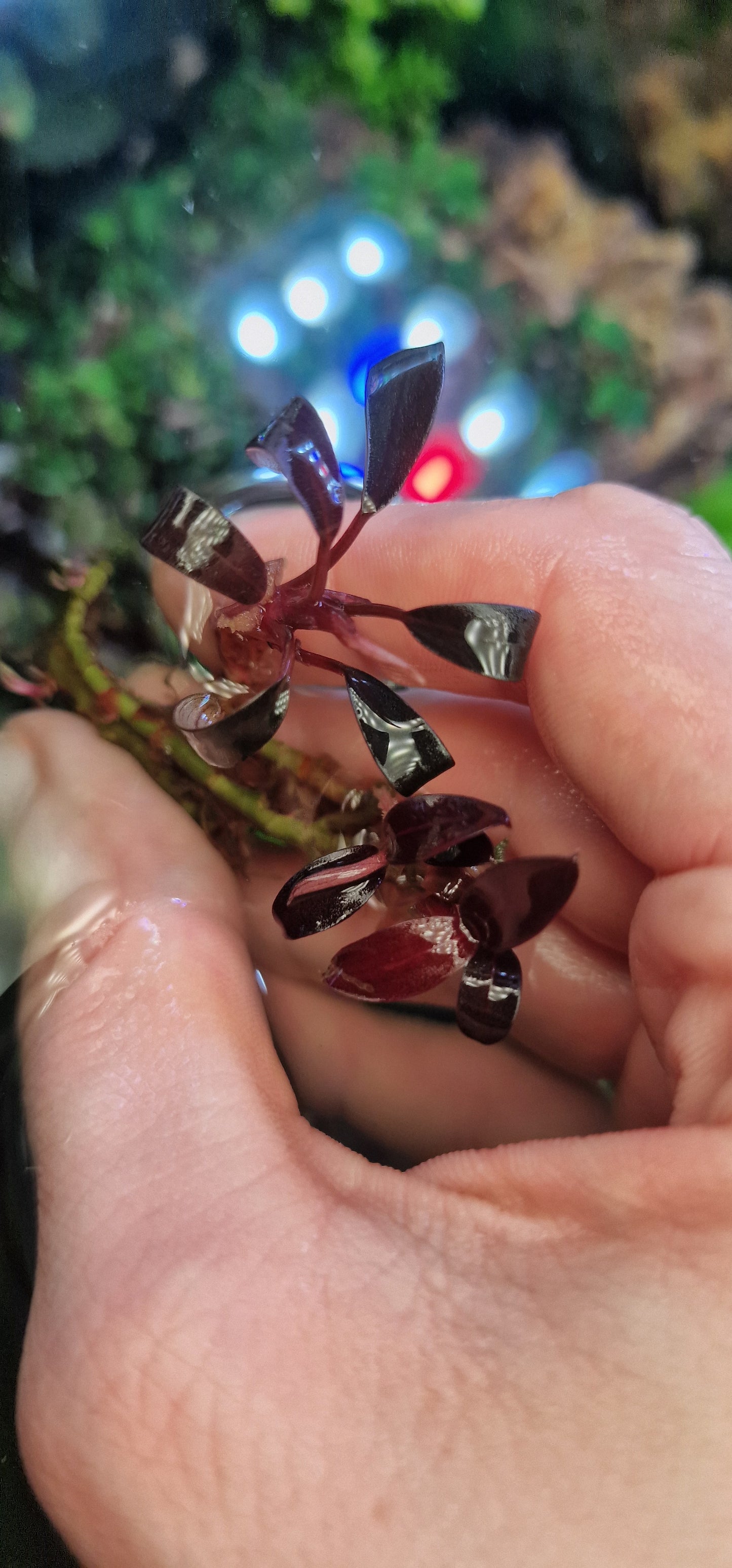 Bucephalandra strawberry 1 rhizome 5cm