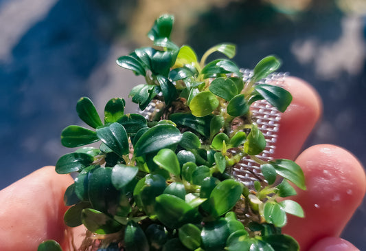 Bucephalandra mini coin 1 rhizome 7cm