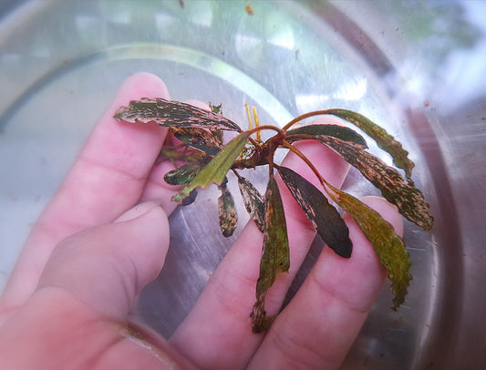 Bucephalandra Diabolica variegated ultra rare 1 rhizome 5cm