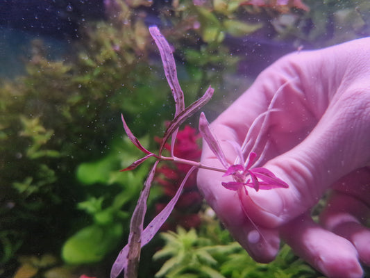 Hygrophila lancea chai 1 stem 15 submerged