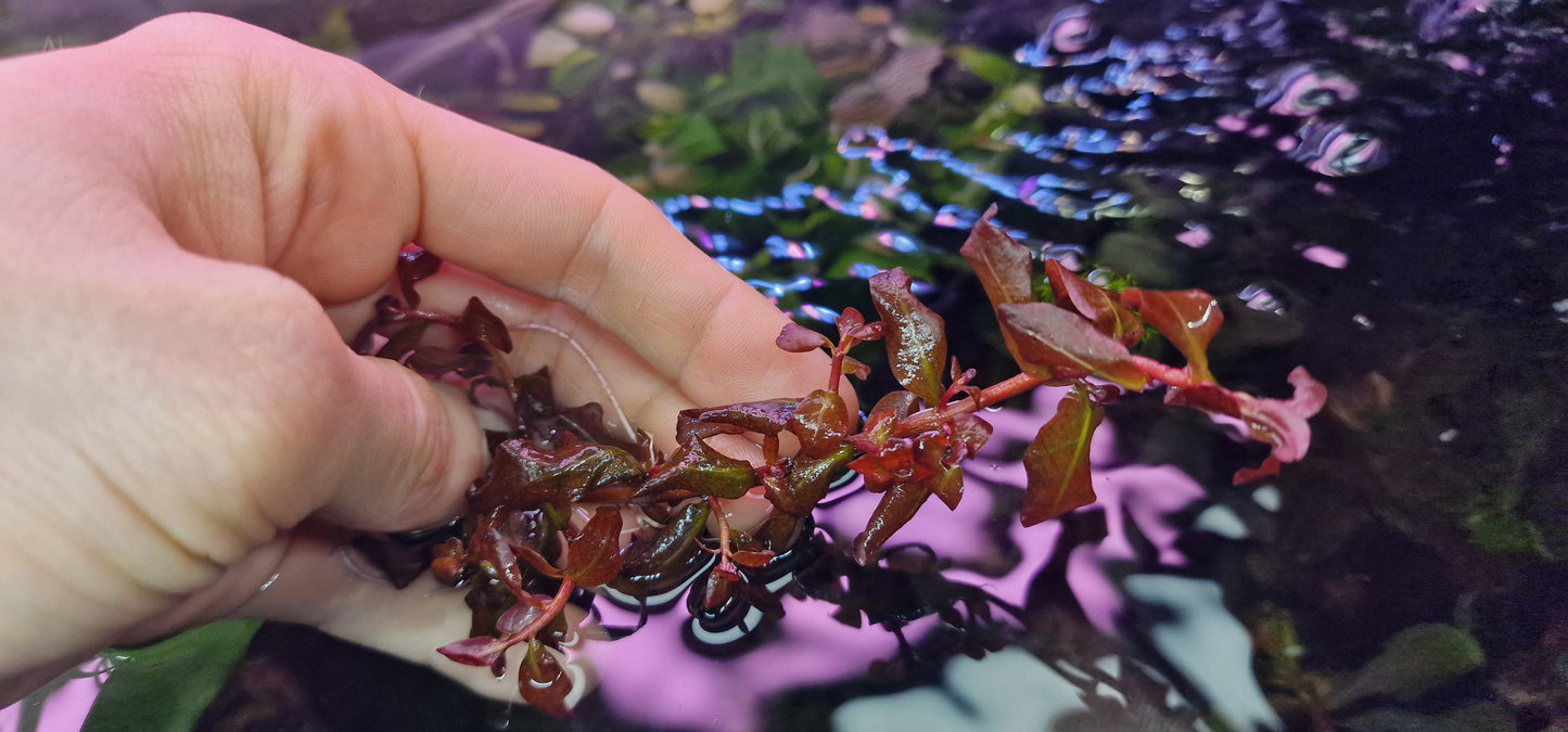 Ludwigia senegalensis 5 stems 15cm