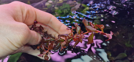 Ludwigia senegalensis 5 stems 15cm