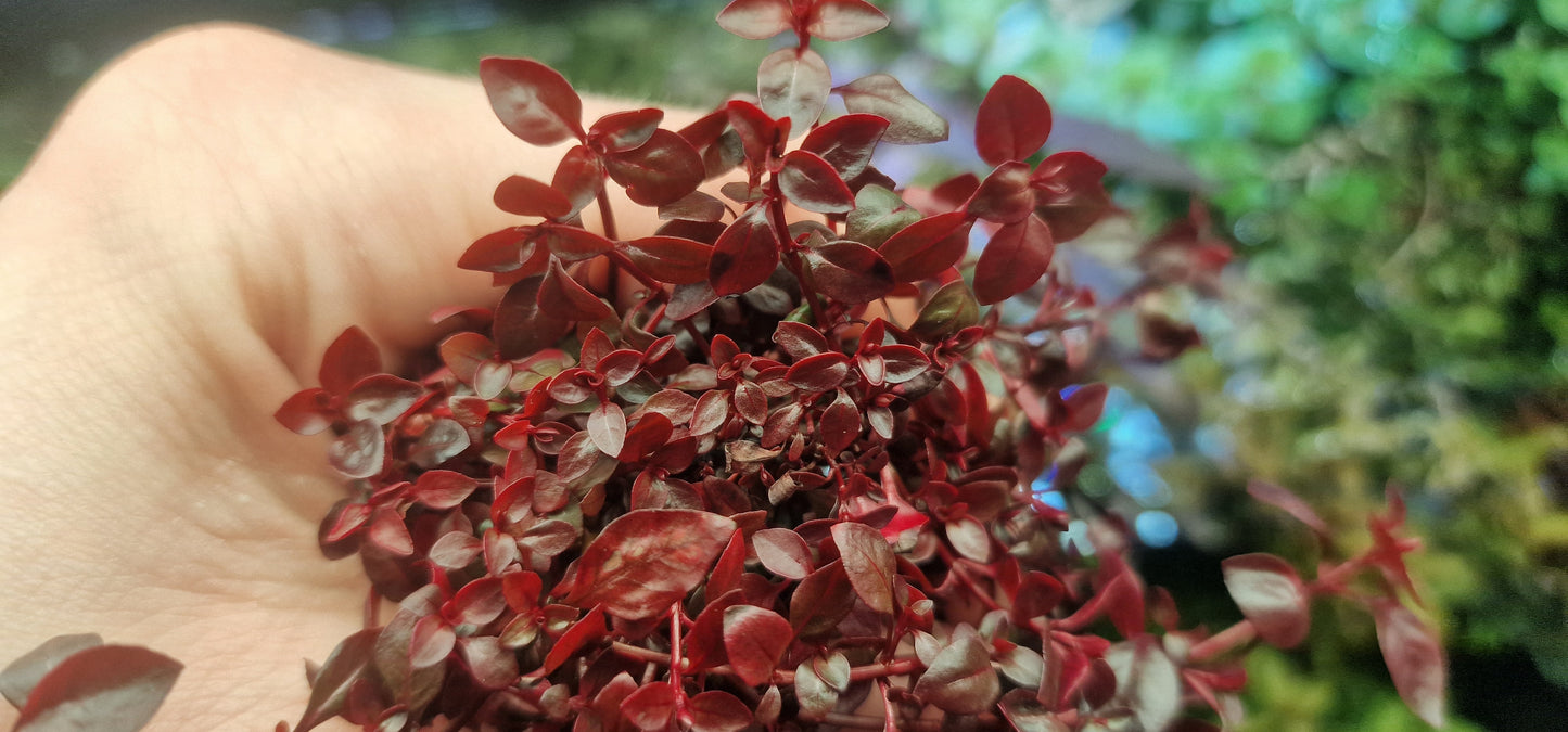 Ludwigia pallustrus mini super red 15 stems 15cm