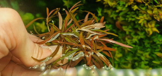 Araguia lancea 15 stems