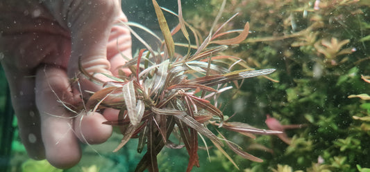 Hygrophilla araguia lancea 15stems  15cm