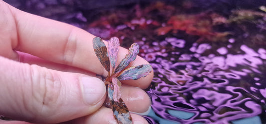 Bucephalandra variegated pink 1 rhizome 5cm