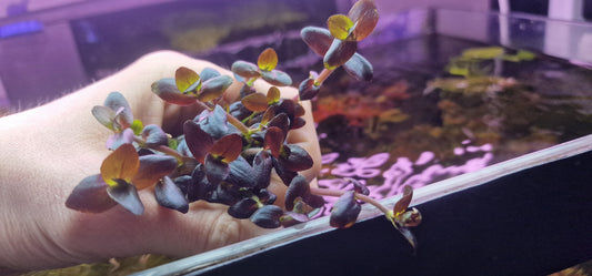 Bacopa salzmanii purple 10 stems 15cm submerged plants all leaf purple