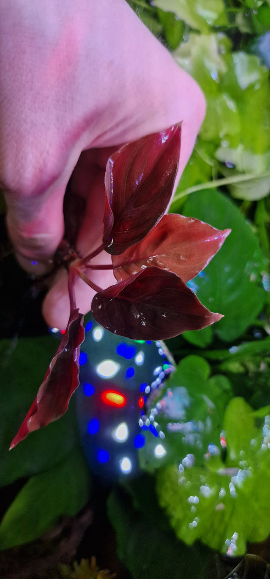 Homalomema red 1 plant