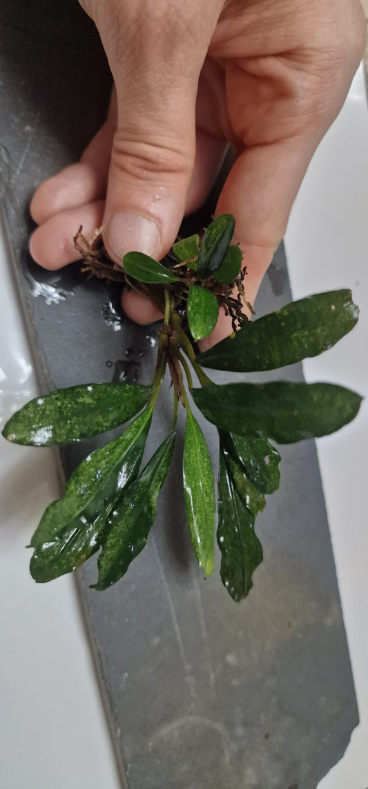 Bucephalandra montleya variegated 1 rhizome 7cm