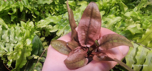 Cryptocoryne flamingo 1 mother plant submerged