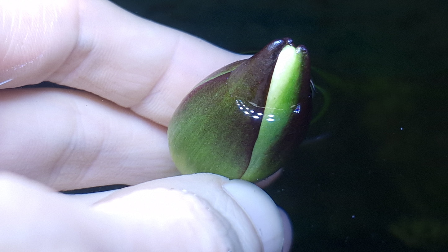 nymphaea peru puerto maldonado Nynphaea perù  red 1 plant