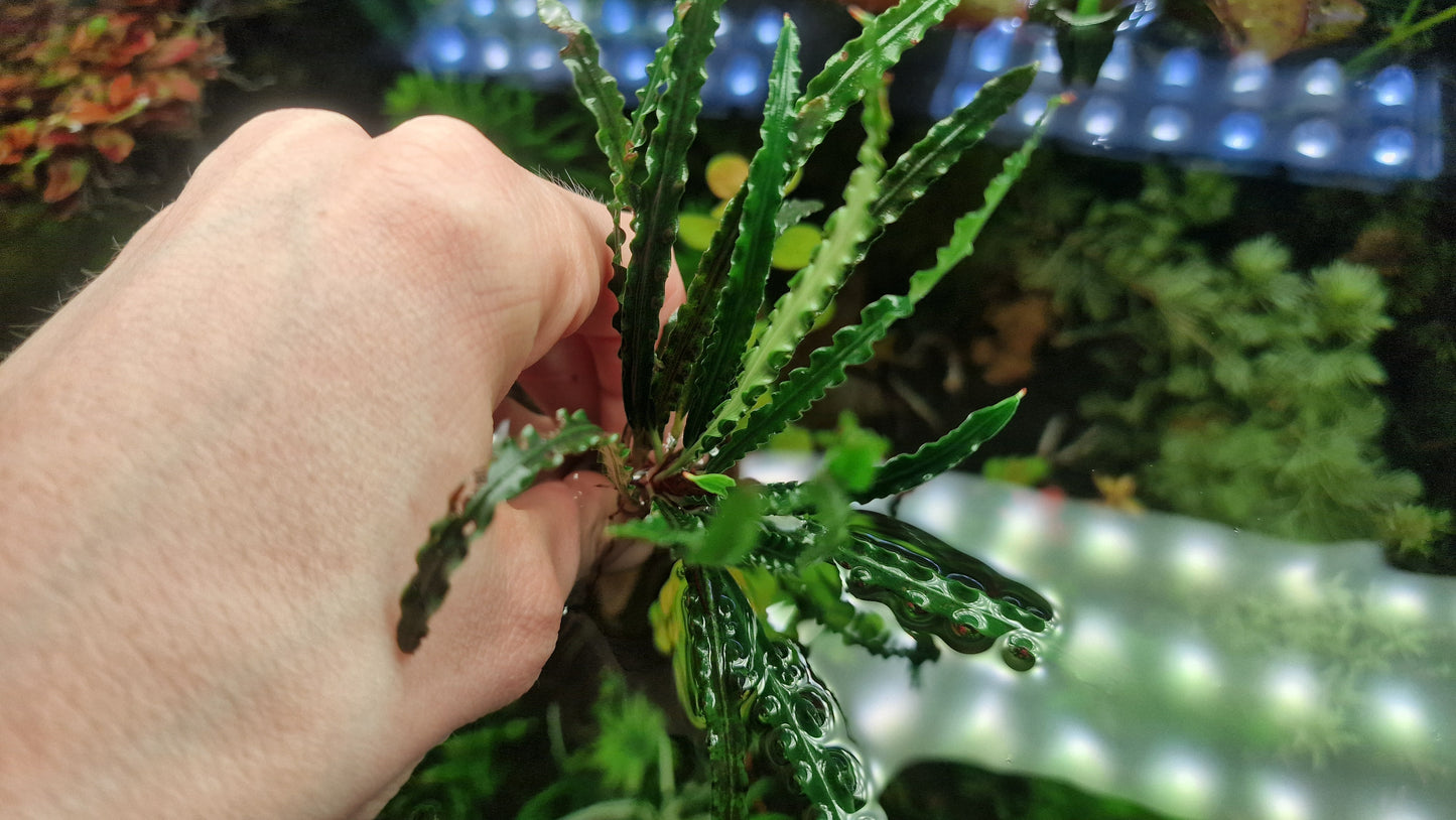 Fenestratarum mulyadii 1 Rizome.