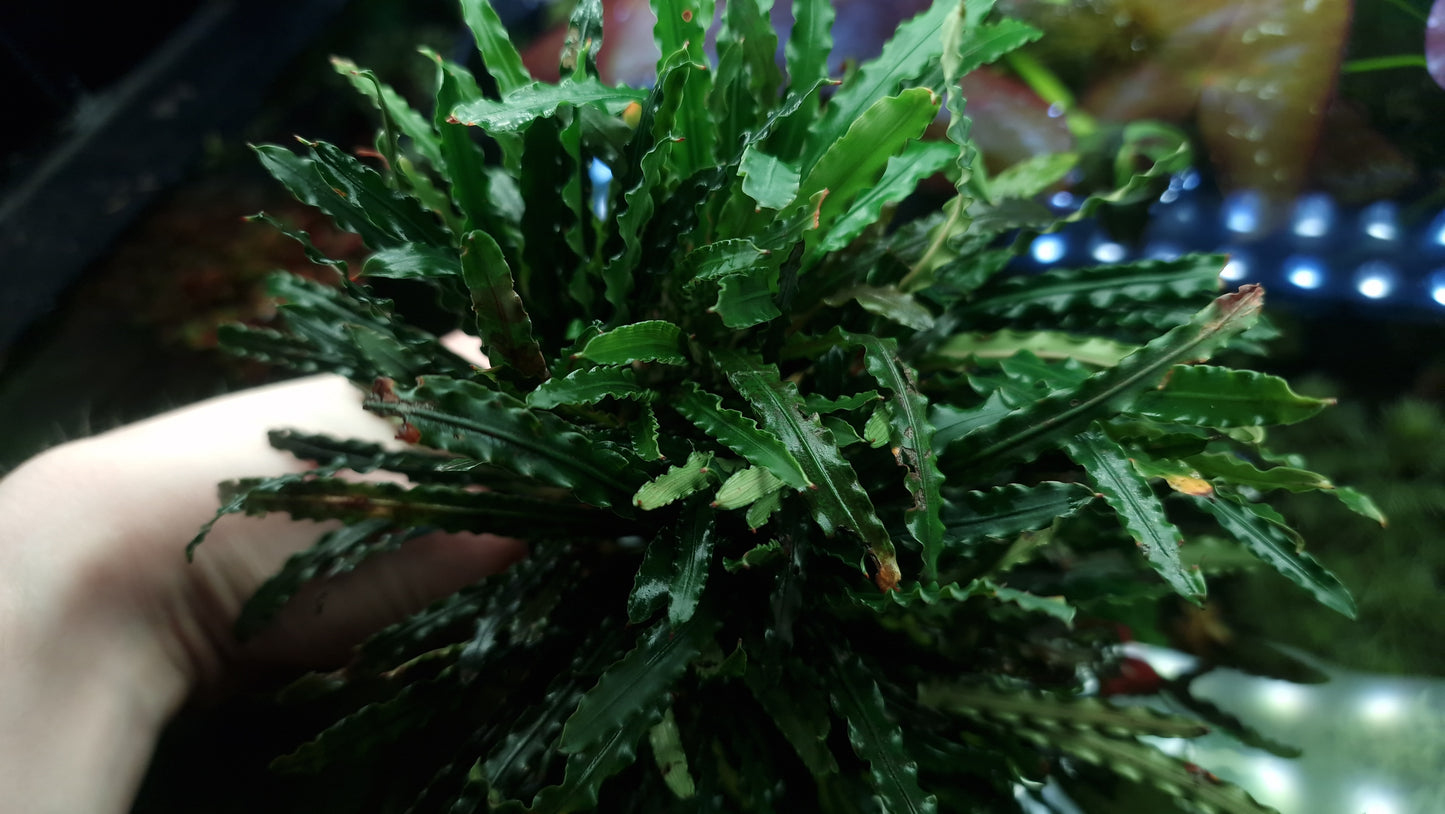 Fenestratarum mulyadii 1 Rizome.