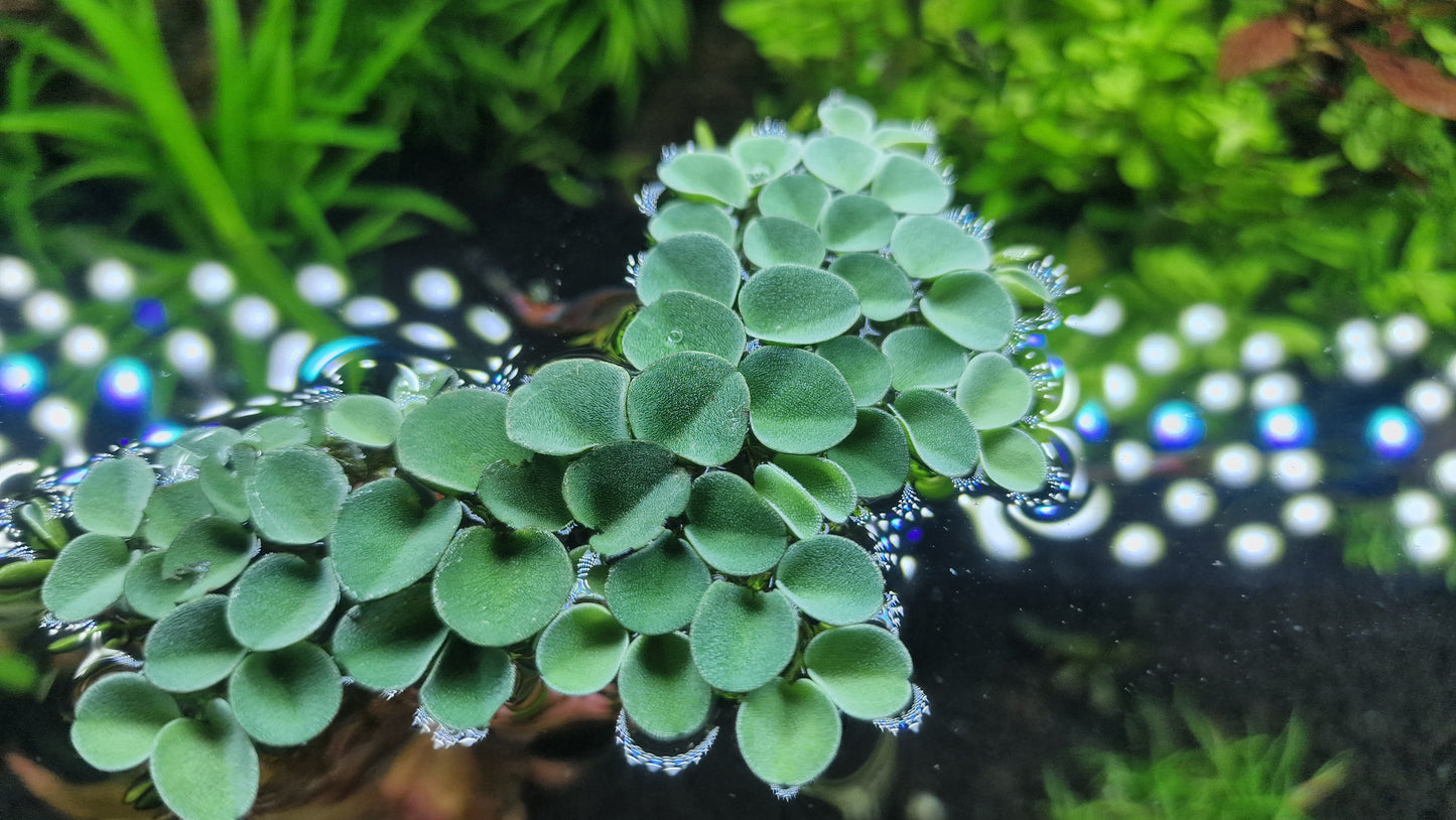 Salvinia cuculata 15 pcs