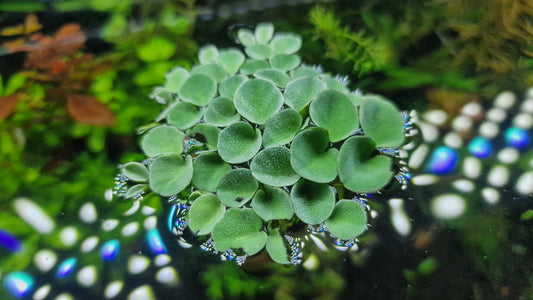 Salvinia cuculata 15 pcs