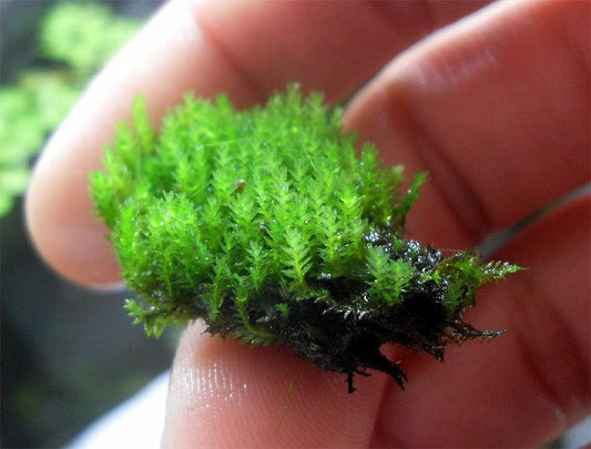 Fissidens grandifrons 3x3cm