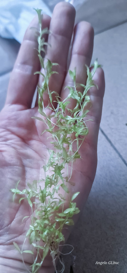 Hemianthus micranthemoides white super rare plants aquarium 1 stem 15cm