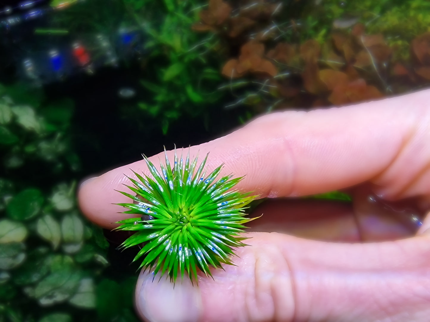 Eriocaulon ratnagiricum 1 plant submerged