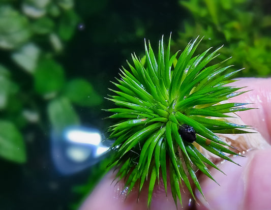 Eriocaulon ratnagiricum 1 plant submerged