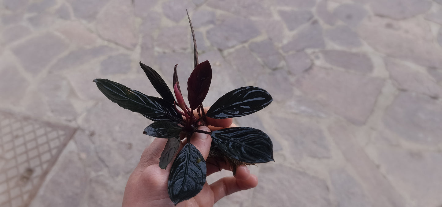 Bucephala dra skeleton king 1 rhizome 7cm  rare plants aquarium