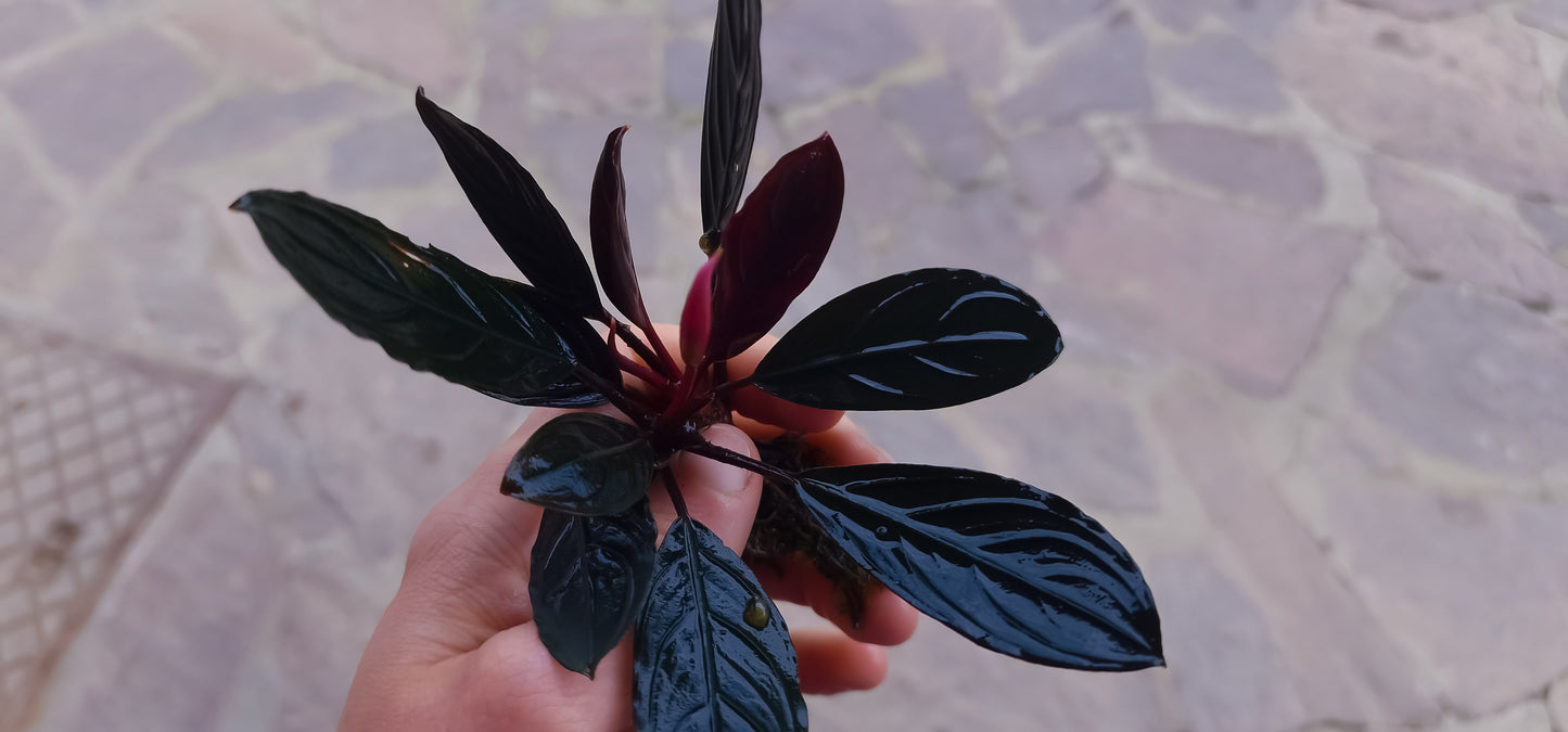 Bucephala dra skeleton king 1 rhizome 7cm  rare plants aquarium