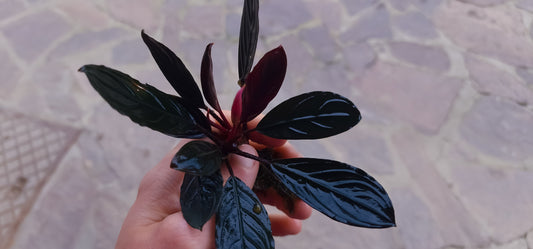 Bucephala dra skeleton king 1 rhizome 7cm  rare plants aquarium