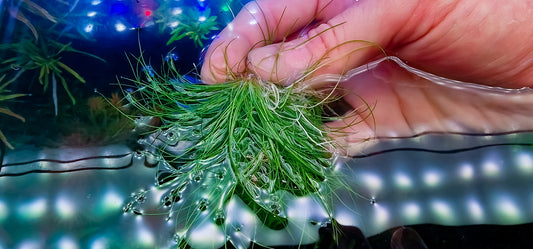 Eleocharis parvula mini 3 portion 5x5cm