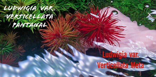 Ludwigia inclinata var. verticillata 'Pantanal' – 3 stems (15 cm, submerged)