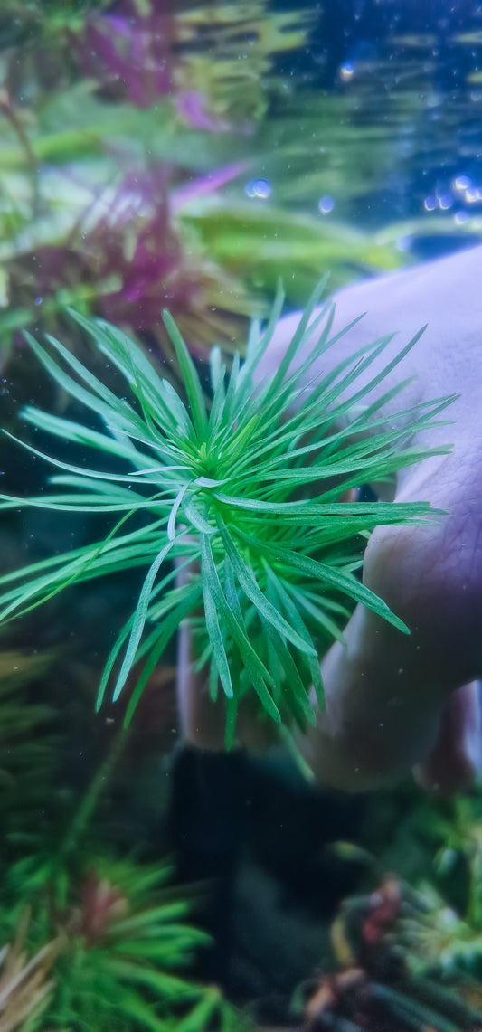 Pogostemon haidenderb 3 plants 15cm