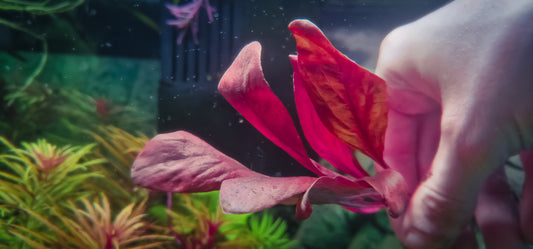 Samolus parviflorus 'Red' – 1 plant (submerged, rare)