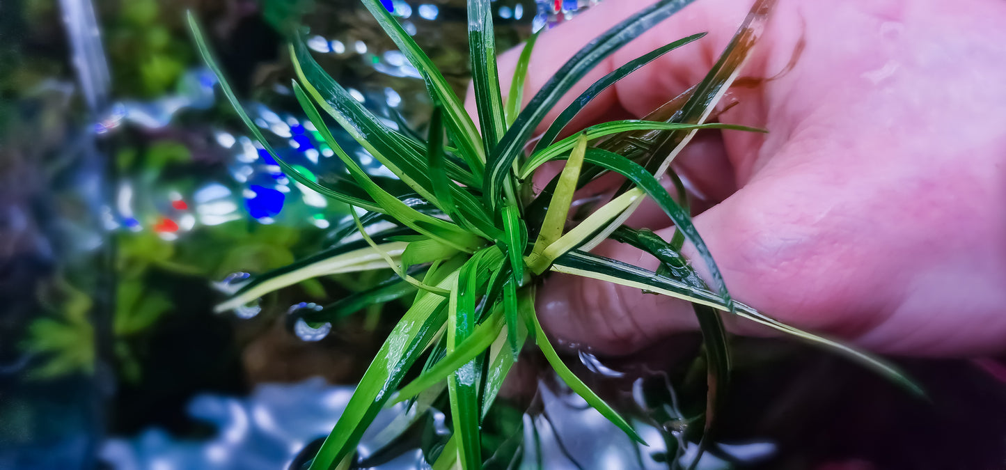 Eriocaulon vietnam variegated